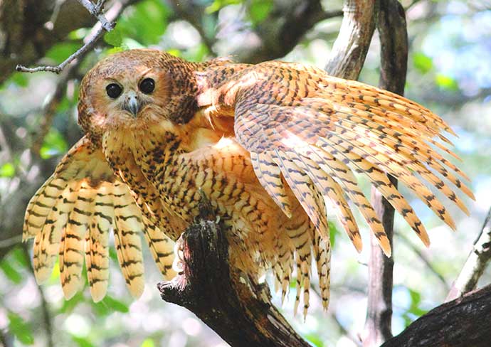 Drotsky's Cabins Pels Fishing Owl